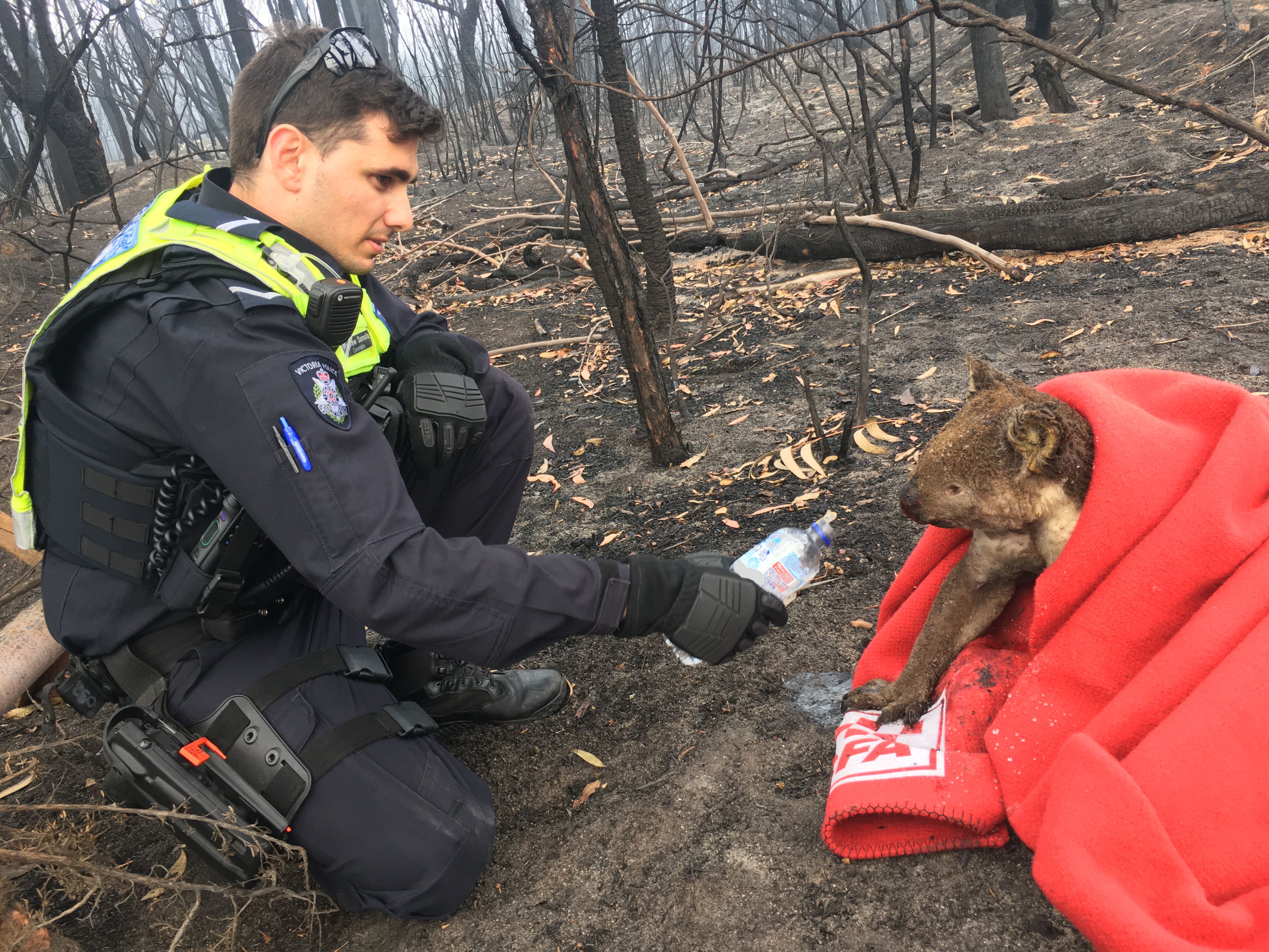 Victorian bushfires 2019-2020 - Police officer giving injured koala water after a bushfire