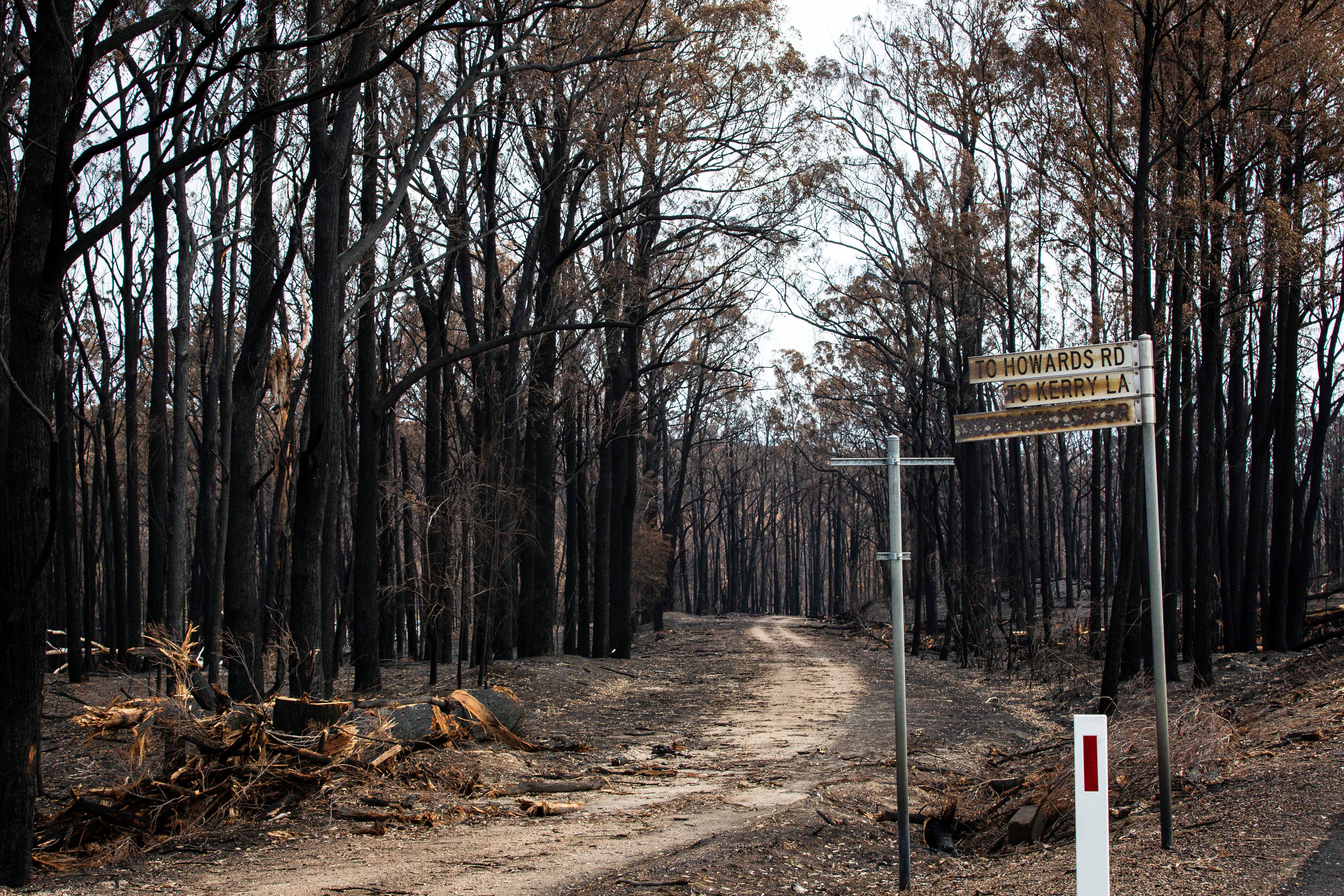 Victorian bushfires 2019-2020 - Bush road with burnt signs after a bushfire