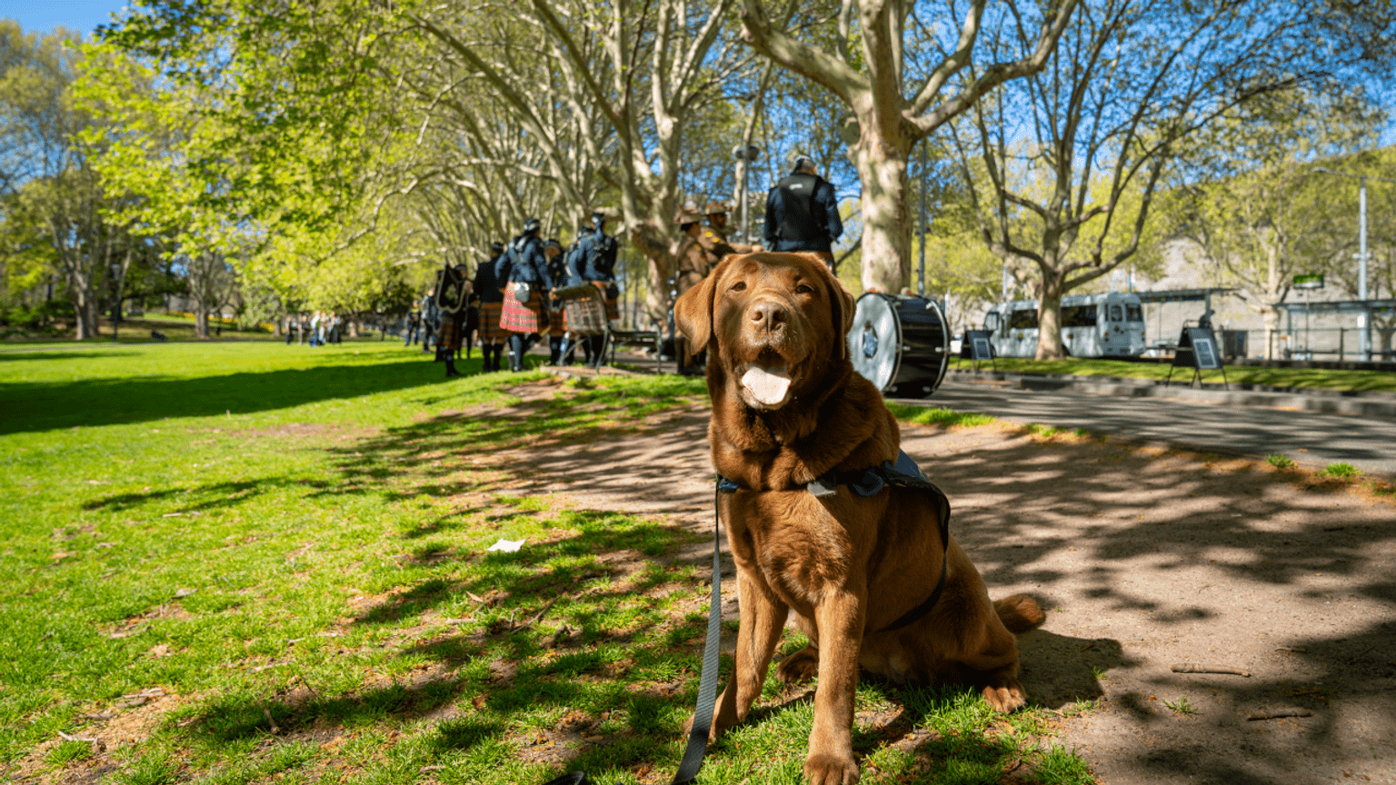 A brown dog stands by as the Victoria Police Band prepares to march.
